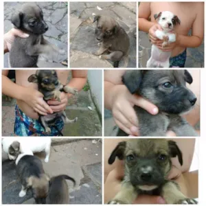 Cachorro raça Vira lata idade 2 a 6 meses nome Sem nome