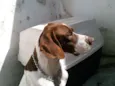 bruce