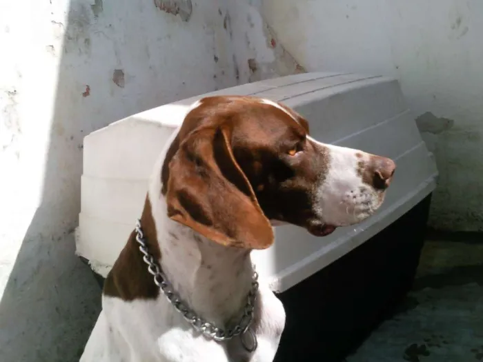 Cachorro ra a pointer inglês idade 6 ou mais anos nome bruce