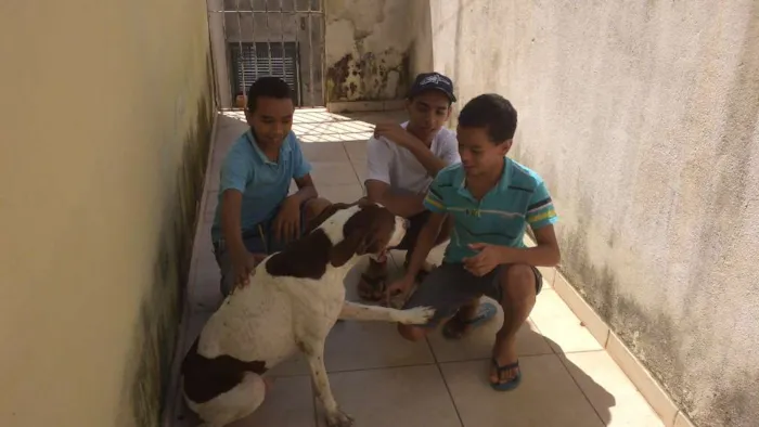 Cachorro ra a pointer inglês idade 6 ou mais anos nome bruce