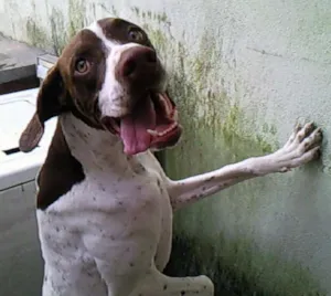 Cachorro raça pointer inglês idade 6 ou mais anos nome bruce