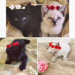 Gato raça  idade 2 a 6 meses nome nenhum 