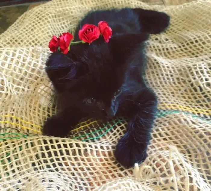 Gato ra a  idade 2 a 6 meses nome nenhum 