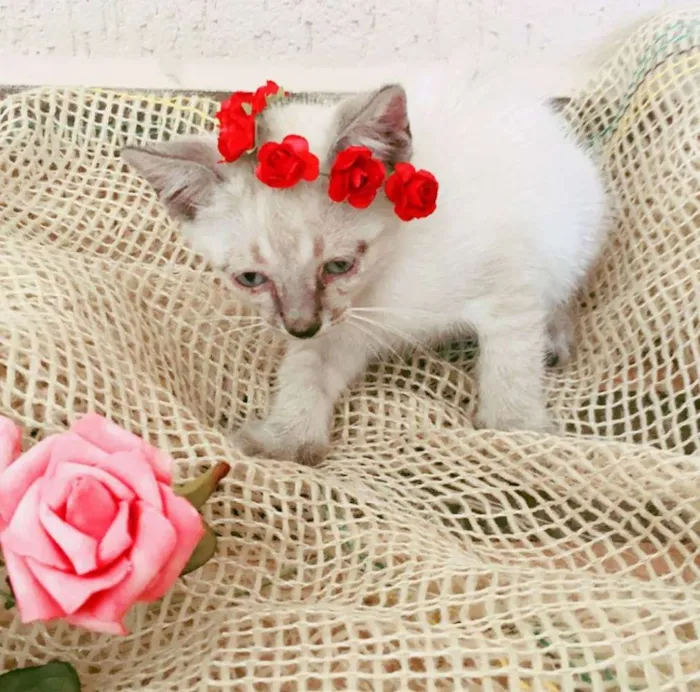 Gato ra a  idade 2 a 6 meses nome nenhum 