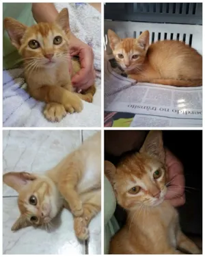 Gato raça SRD idade Abaixo de 2 meses nome Mel