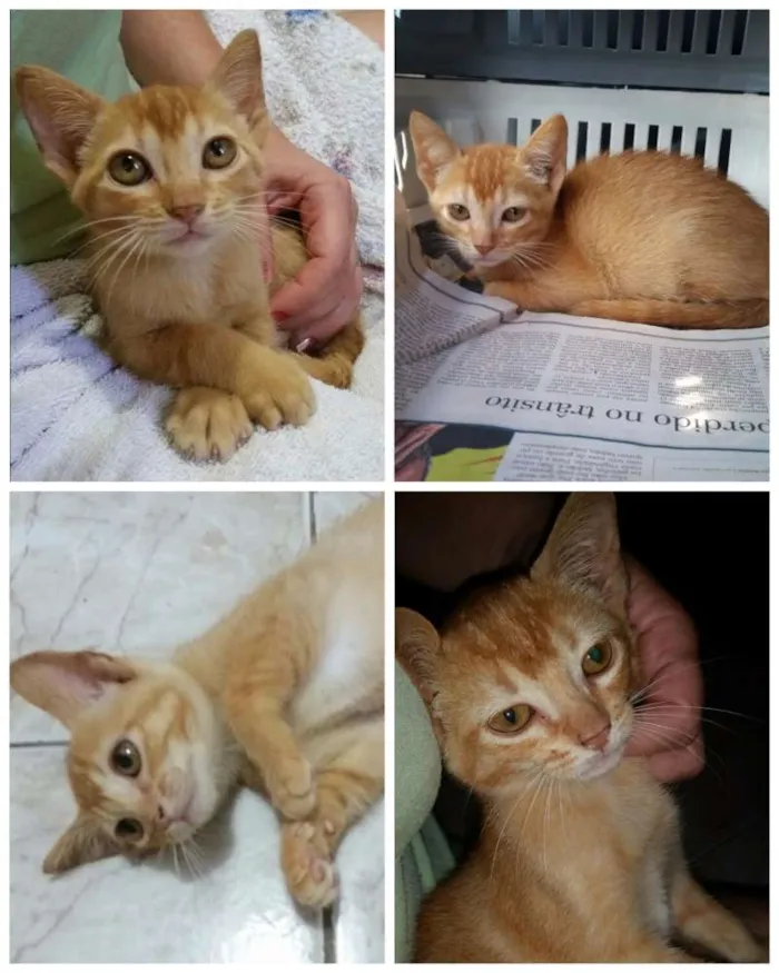 Gato ra a SRD idade Abaixo de 2 meses nome Mel