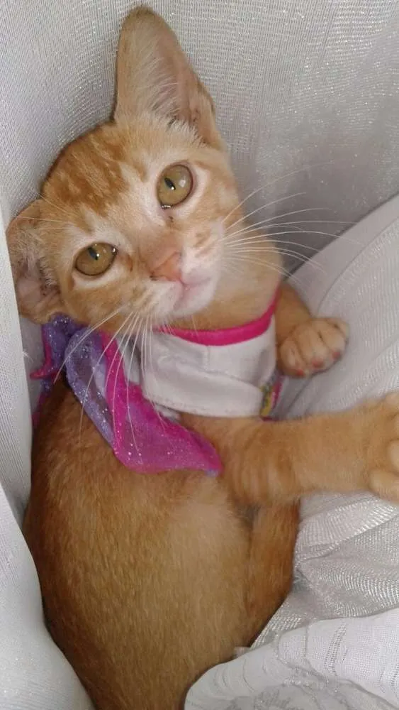 Gato ra a SRD idade Abaixo de 2 meses nome Mel