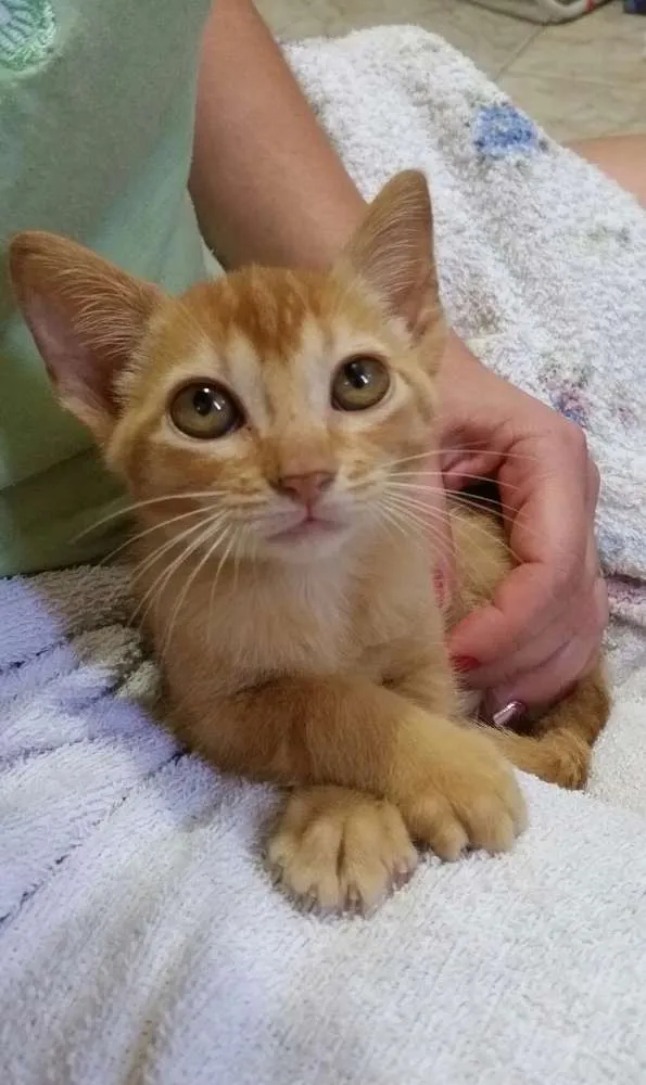 Gato ra a SRD idade Abaixo de 2 meses nome Mel