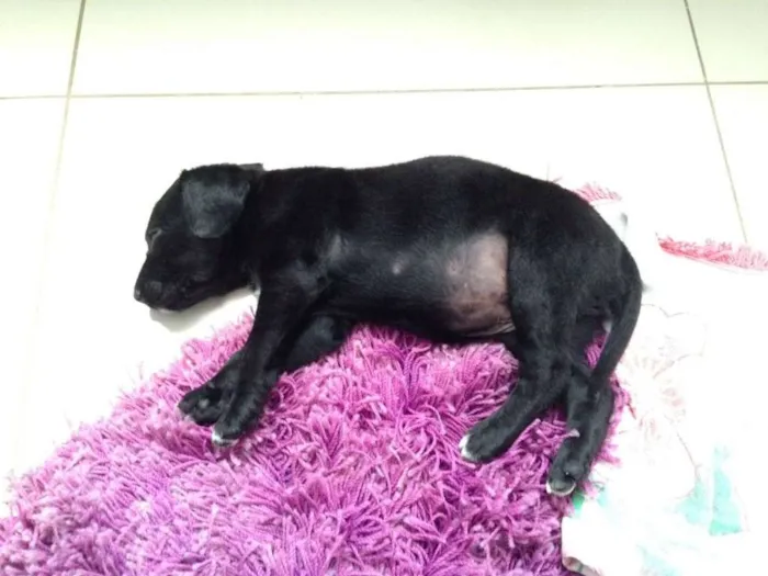 Cachorro ra a  idade Abaixo de 2 meses nome Lana