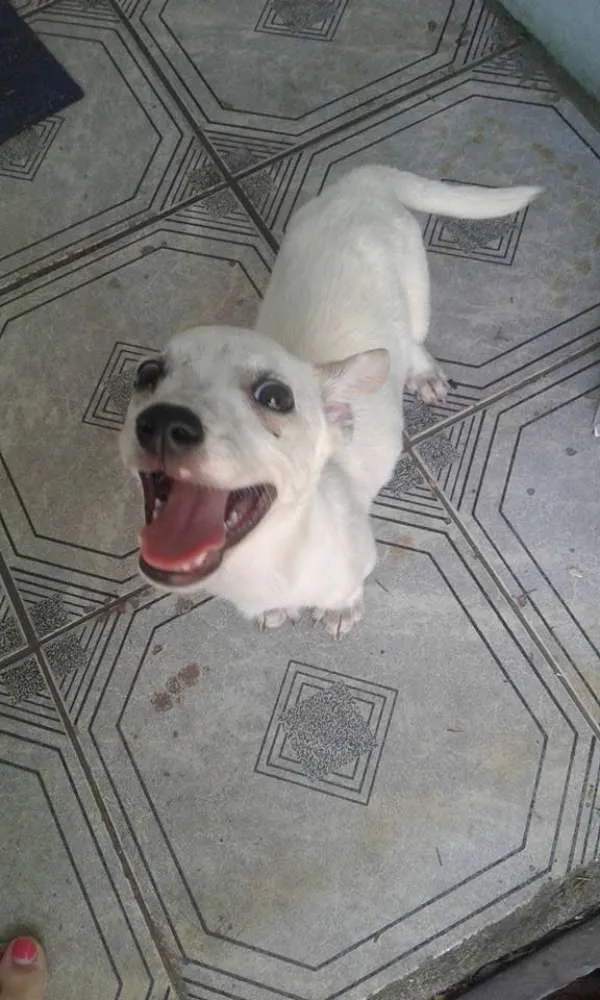Cachorro ra a SRD idade 2 a 6 meses nome Nuvenzinha