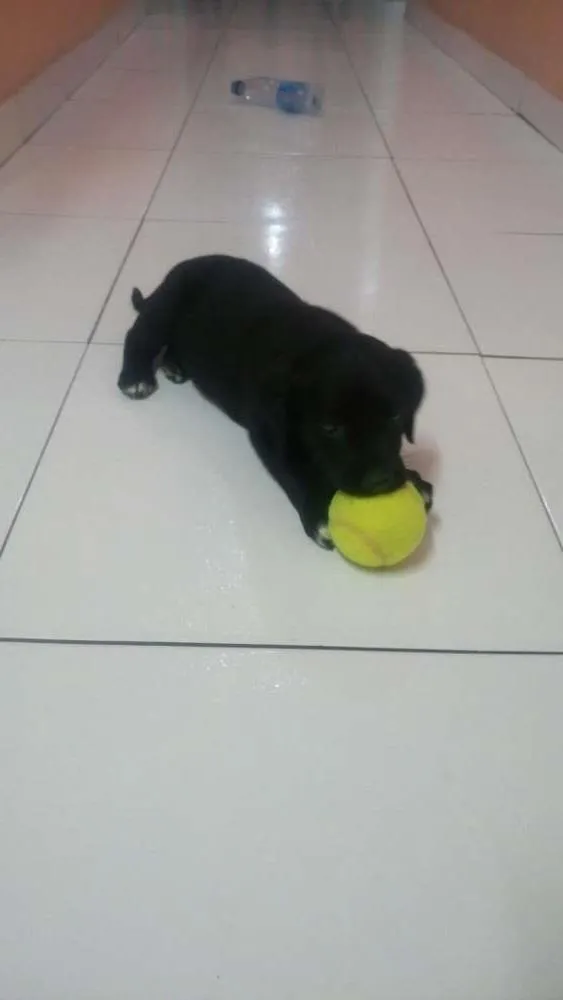 Cachorro ra a  idade Abaixo de 2 meses nome Lana