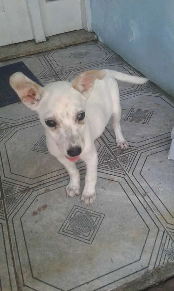 Cachorro ra a SRD idade 2 a 6 meses nome Nuvenzinha