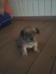 Belinha 