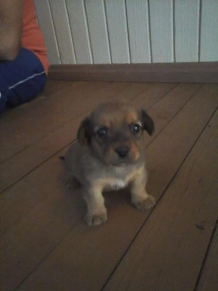 Cachorro ra a Sem raça  idade Abaixo de 2 meses nome Belinha 