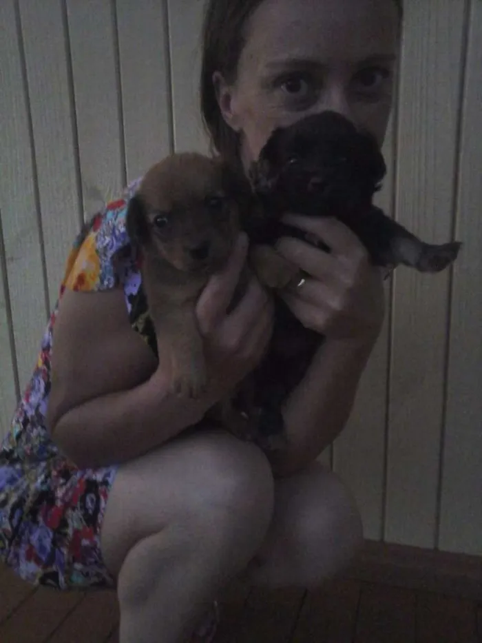 Cachorro ra a Sem raça  idade Abaixo de 2 meses nome Belinha 