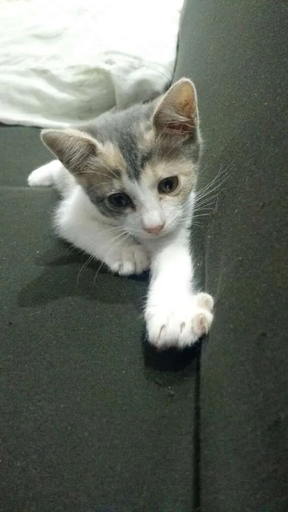 Gato ra a SRD idade 2 a 6 meses nome sem nome