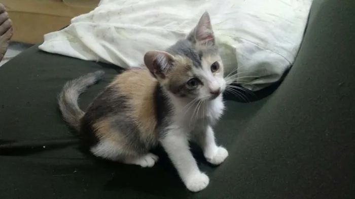 Gato ra a SRD idade 2 a 6 meses nome sem nome