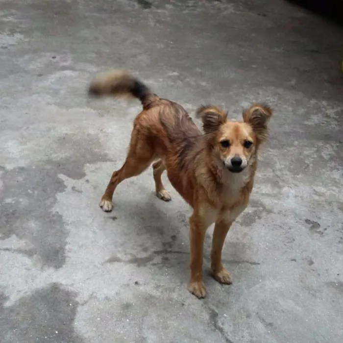 Cachorro ra a SRD idade 7 a 11 meses nome Binha