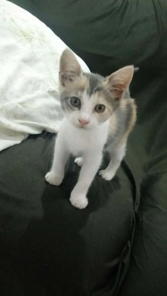 Gato ra a SRD idade 2 a 6 meses nome sem nome