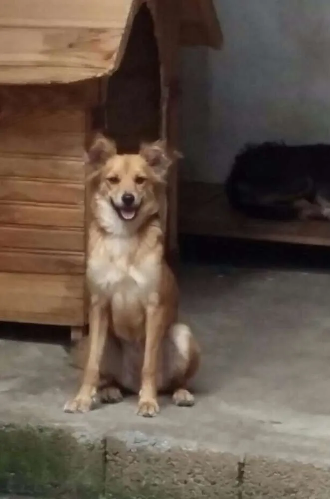 Cachorro ra a SRD idade 7 a 11 meses nome Binha
