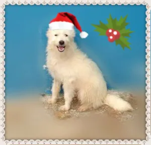 Cachorro raça SRD idade 2 anos nome PAÇOCA