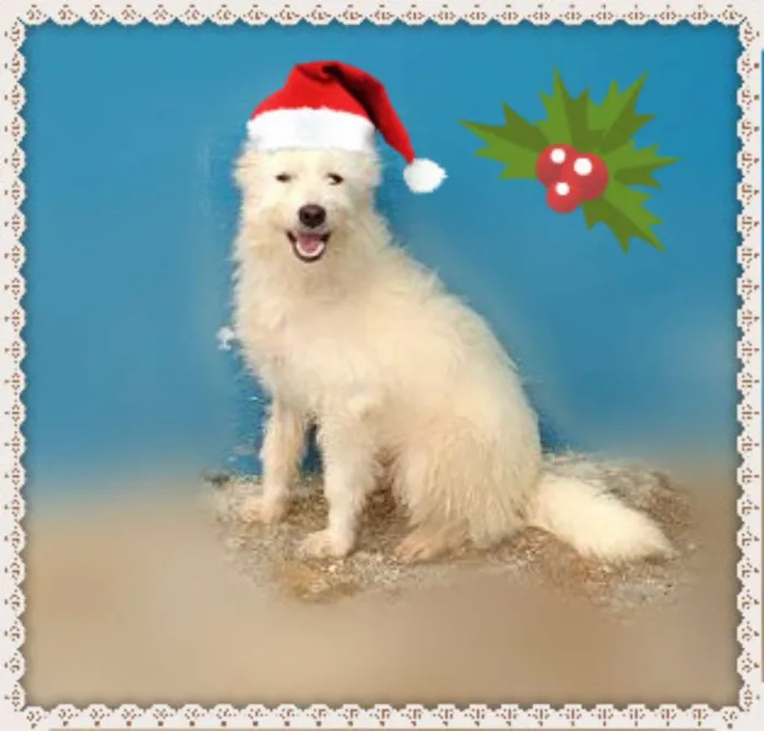 Cachorro ra a SRD idade 2 anos nome PAÇOCA
