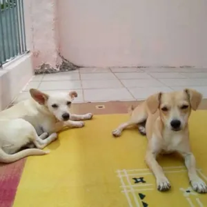Cachorro raça vira lata idade 1 ano nome Lara e Lilica