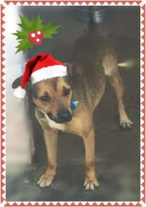 Cachorro raça SRD idade 4 anos nome RONY