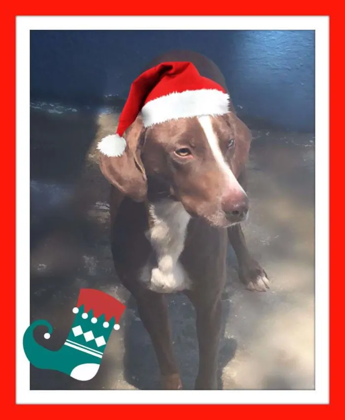 Cachorro ra a SRD idade 2 anos nome BOMBOM