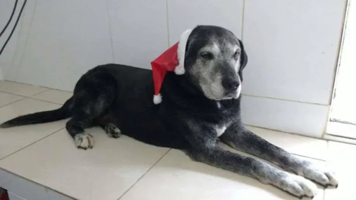 Cachorro ra a SRD idade 6 ou mais anos nome BORIS