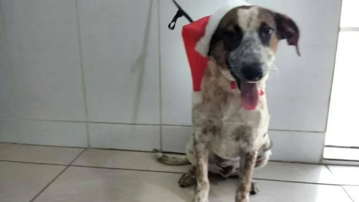 Cachorro ra a SRD idade 7 a 11 meses nome PINTADO