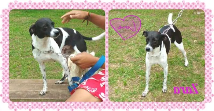 Cachorro ra a SRD idade 1 ano nome ZARA