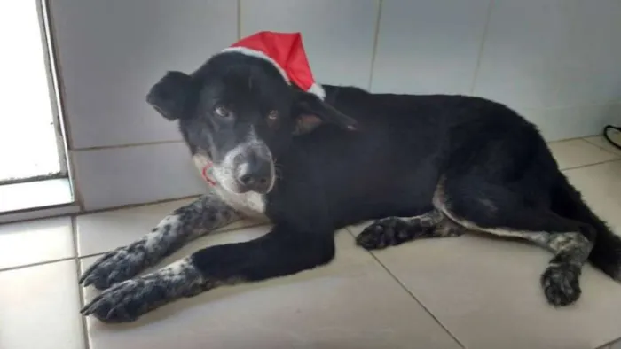 Cachorro ra a SRD idade 6 ou mais anos nome LOGAN