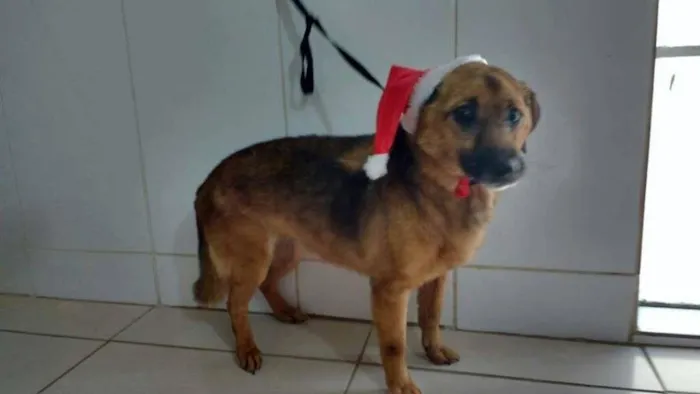 Cachorro ra a SRD idade 5 anos nome DOM