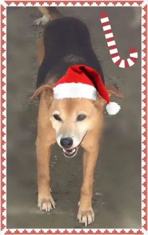 Cachorro raça SRD idade 6 ou mais anos nome TOMIAS