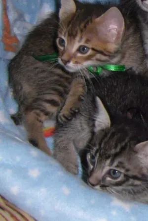 Gato raça comum idade Abaixo de 2 meses nome Filhos Hashi