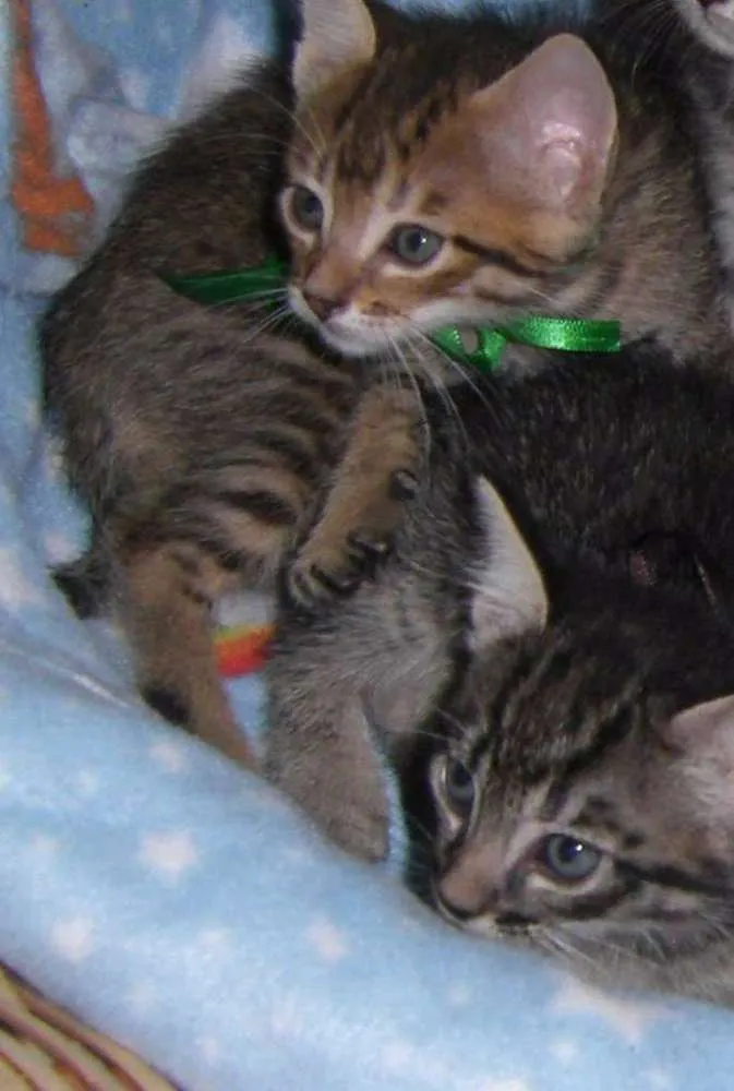 Gato ra a comum idade Abaixo de 2 meses nome Filhos Hashi
