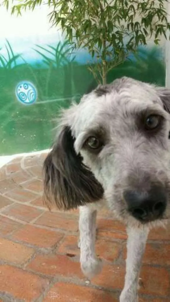 Cachorro ra a schnauzer mestiço idade 7 a 11 meses nome Toquinho