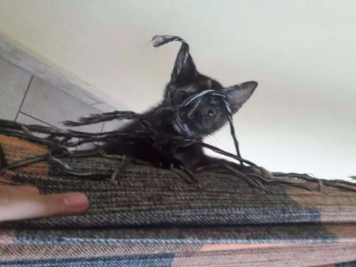 Gato raça  idade 2 a 6 meses nome Pistache