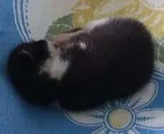 Gato raça  idade Abaixo de 2 meses nome Não tem nome. 