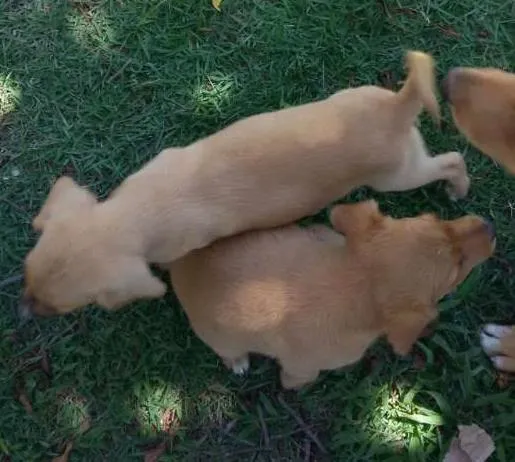 Cachorro ra a mistura idade 2 a 6 meses nome duque