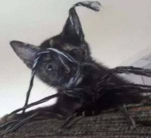 Gato raça  idade 2 a 6 meses nome Pistache