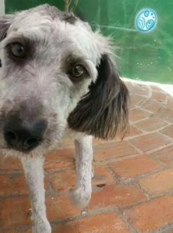 Cachorro ra a schnauzer mestiço idade 7 a 11 meses nome Toquinho