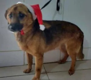 Cachorro raça SRD idade 5 anos nome DOM