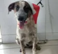 PINTADO