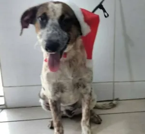 Cachorro raça SRD idade 7 a 11 meses nome PINTADO