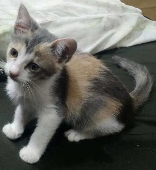 Gato ra a SRD idade 2 a 6 meses nome sem nome