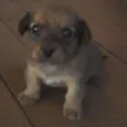 Belinha 