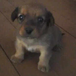 Cachorro raça Sem raça  idade Abaixo de 2 meses nome Belinha 