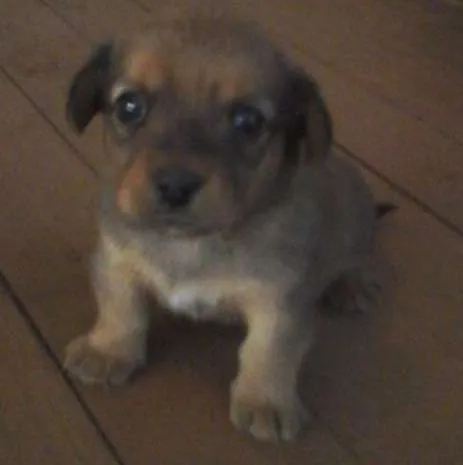 Cachorro ra a Sem raça  idade Abaixo de 2 meses nome Belinha 